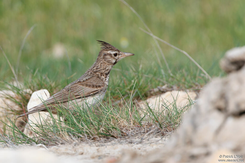 Crested Lark