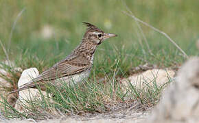 Crested Lark