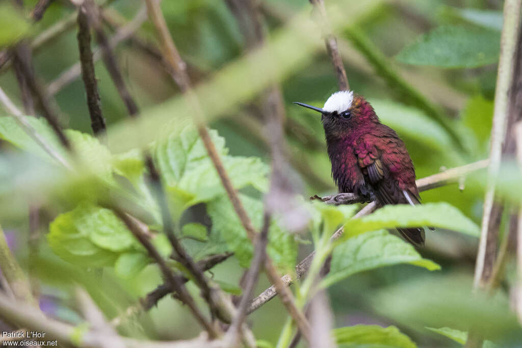 Snowcap male adult, identification