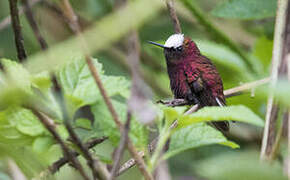 Colibri à coiffe blanche