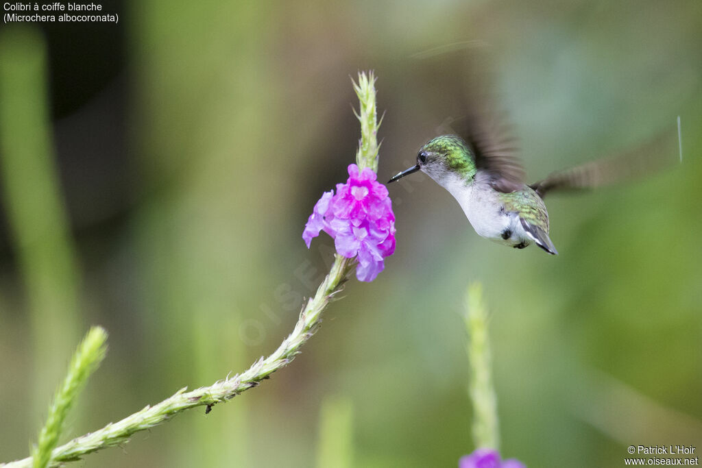 Colibri à coiffe blanche femelle adulte