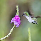Colibri à coiffe blanche