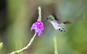 Colibri à coiffe blanche