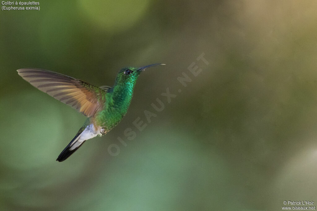 Stripe-tailed Hummingbird