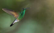 Colibri à épaulettes