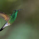 Colibri à épaulettes