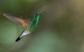 Stripe-tailed Hummingbird