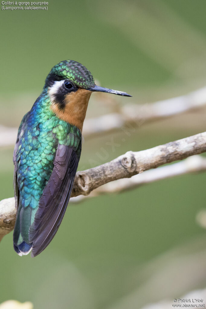 Colibri à gorge pourprée femelle adulte