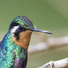 Colibri à gorge pourprée