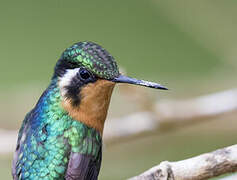 Purple-throated Mountaingem