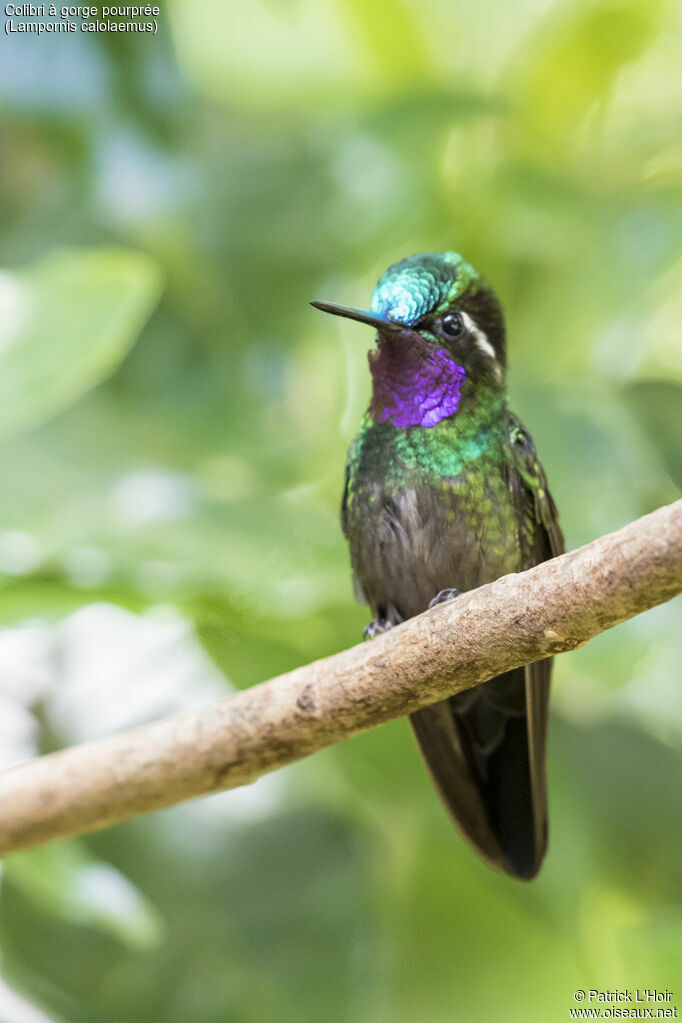 Colibri à gorge pourprée mâle adulte