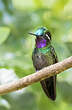 Colibri à gorge pourprée