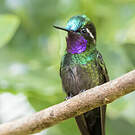Colibri à gorge pourprée