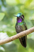 Purple-throated Mountaingem