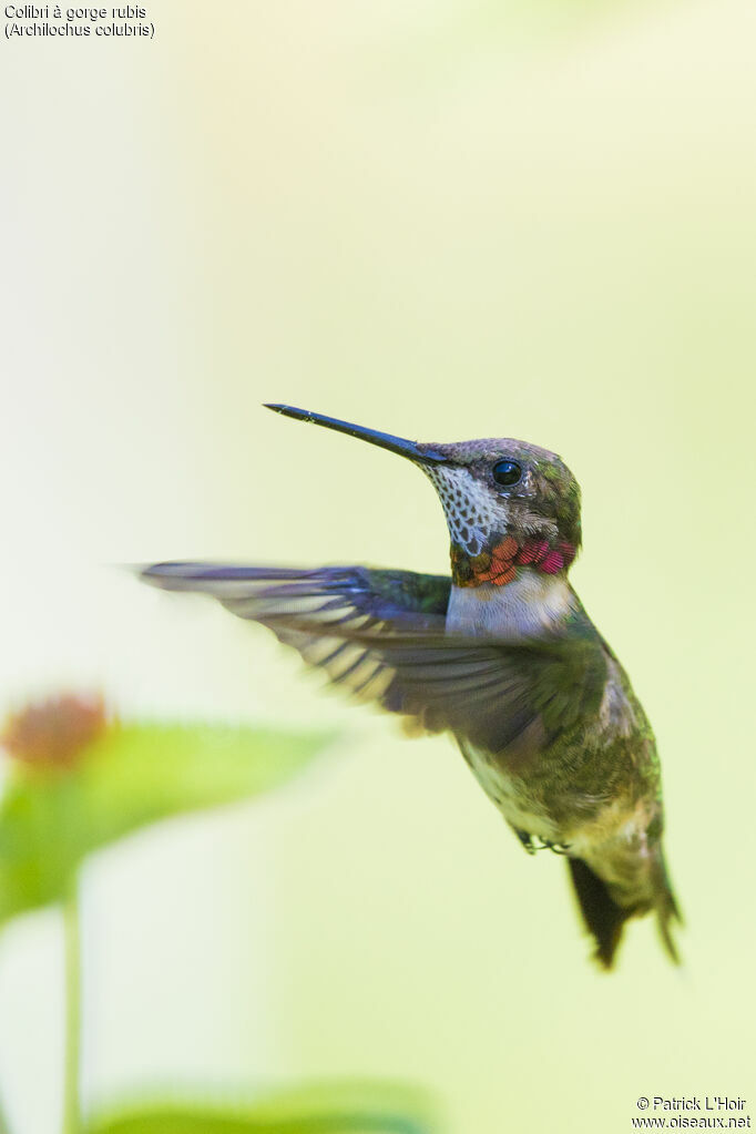 Colibri à gorge rubis mâle juvénile