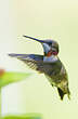 Colibri à gorge rubis