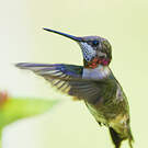 Colibri à gorge rubis