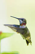 Ruby-throated Hummingbird