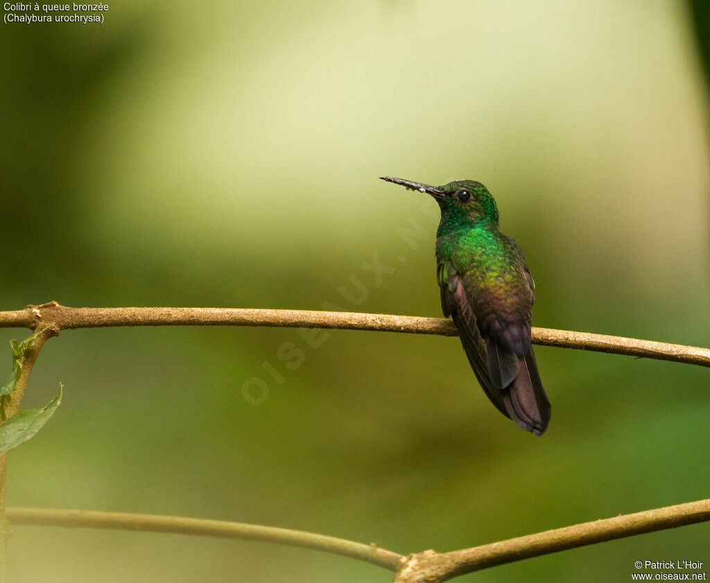 Colibri à queue bronzéeadulte, identification