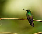 Colibri à queue bronzée