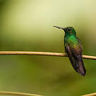 Colibri à queue bronzée