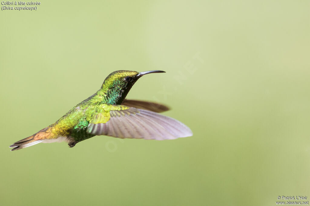 Colibri à tête cuivrée