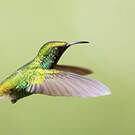 Colibri à tête cuivrée
