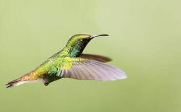 Colibri à tête cuivrée