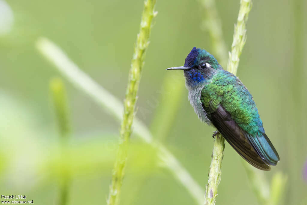 Colibri à tête violette mâle adulte, identification