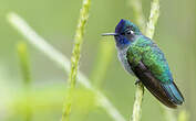 Colibri à tête violette