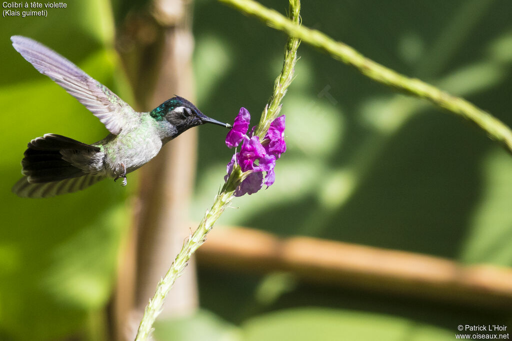 Colibri à tête violette