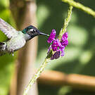 Colibri à tête violette