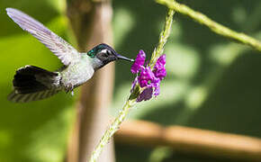 Violet-headed Hummingbird