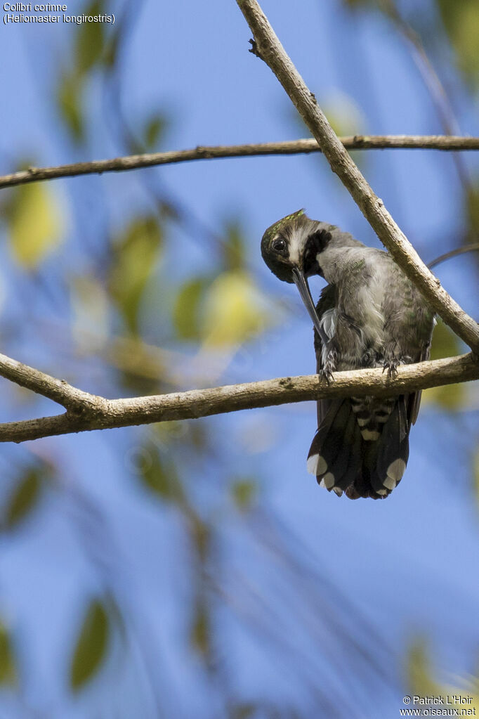 Long-billed Starthroat