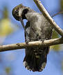 Colibri corinne