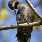 Colibri corinne