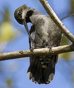 Long-billed Starthroat