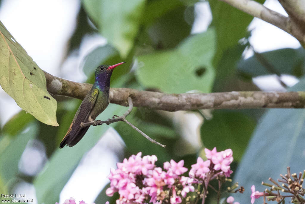 Colibri d'Ãlicia mâle, adulte, identification