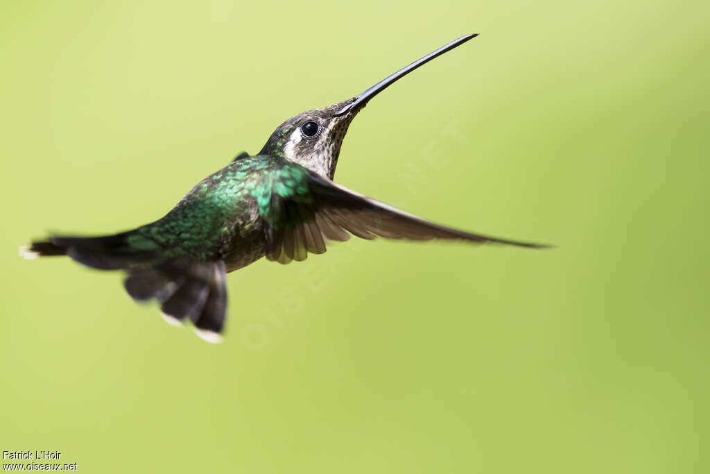 Plain-capped Starthroatadult, close-up portrait