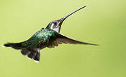 Colibri de Constant