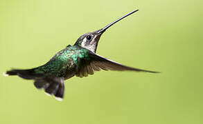 Plain-capped Starthroat