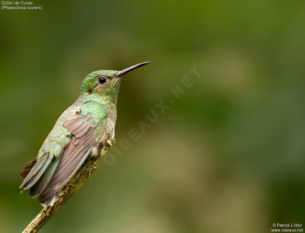 Colibri de Cuvieradulte