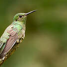 Colibri de Cuvier