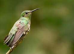 Scaly-breasted Hummingbird