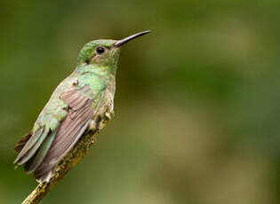 Colibri de Cuvier