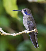 Brown Violetear