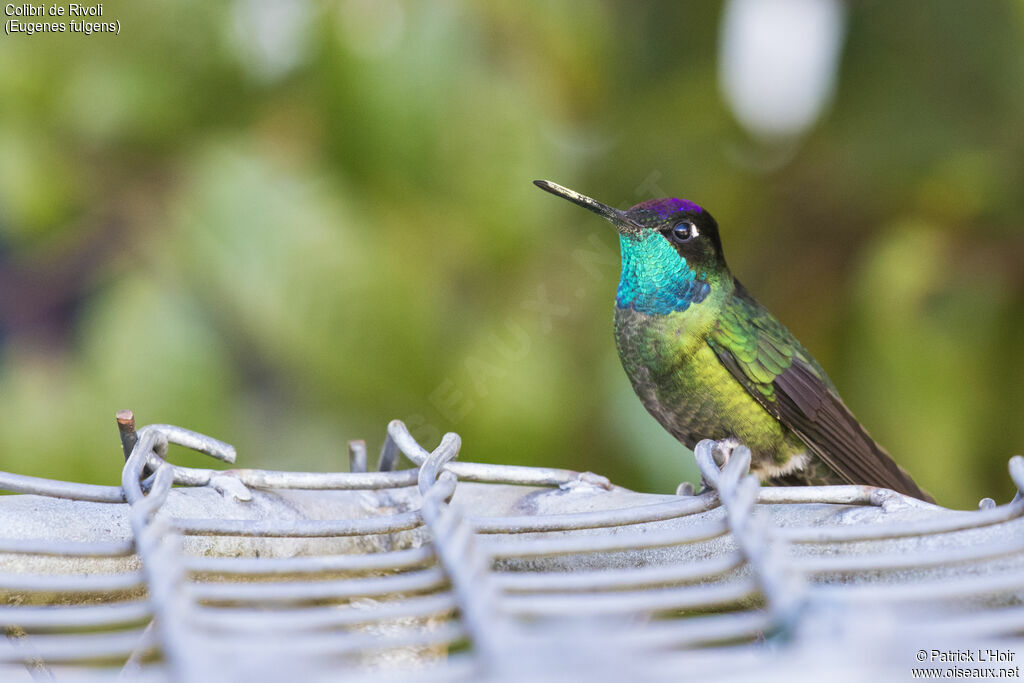 Colibri de Rivoli mâle adulte