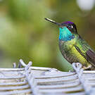 Colibri de Rivoli