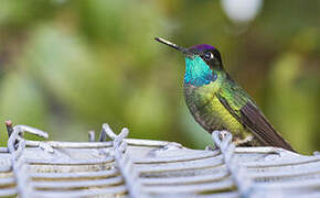 Colibri de Rivoli