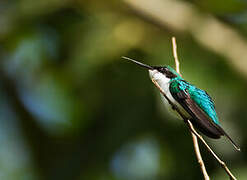 Purple-crowned Fairy